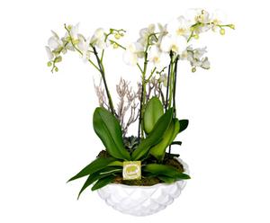 Blumengesteck Kaiserorchidee