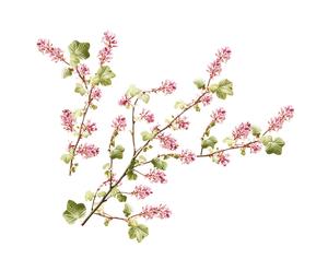 Wandsticker CURRANT TREE