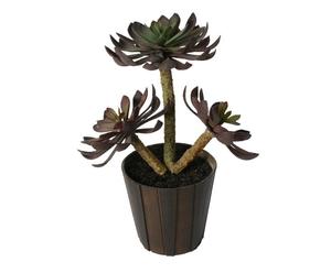 Planta decorativa – Grassa Aeonium