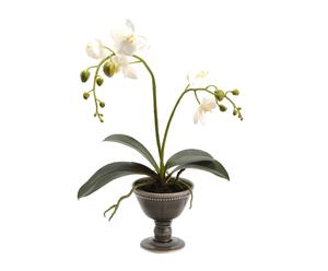 Un vaso con composizione di orchidee Dreamy