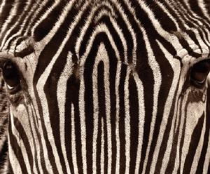 stampa da parete su canvas zebra grevy by m.cano - 50x100 cm