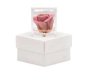 cubo in plexiglass con rosa stabilizzata effetto acqua ciliegio/bianco - 5x5x5 cm
