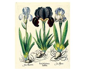 Stampa botanica Besler Iris - 43,5x52 cm