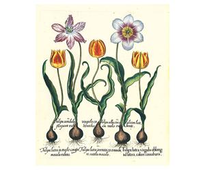 Stampa botanica Besler Tulipano - 43,5x52 cm