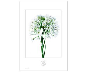 Stampa botanica Aboca Botanical Art Flowers Aglio - 31x46 cm