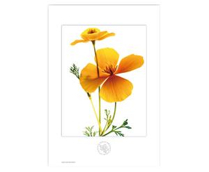 Stampa botanica Aboca Botanical Art Flowers Escolzia - 31x46 cm