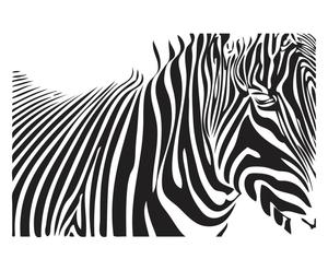 Sticker in vinile Zebra - 60x40 cm