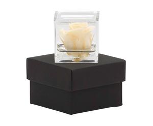 Cubo in plexiglass con rosa stabilizzata effetto acqua champagne/nero - 5x5x5 cm
