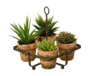 Set di 4 piante grasse in vaso con stand - 22x20x22 cm