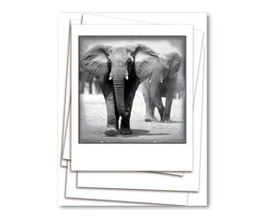 Digitale druk Elephant, 50 x 66 cm