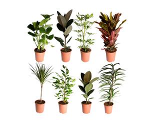 Set van 8 kamerplanten Mirosia, H 65-85 cm