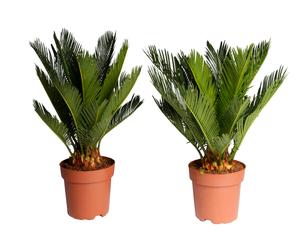 Set van 2 palmbomen Cycas basic, H 30 cm