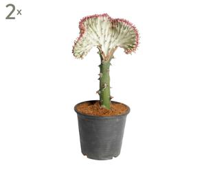 Set van 2 kamerplanten Euphorbia basic, H 45 cm