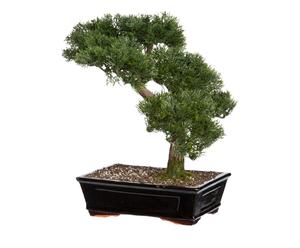 Kunstplant Bonsai Cedar, H 40 cm