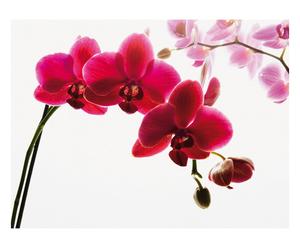Fototapeta z klejem „Orchid”