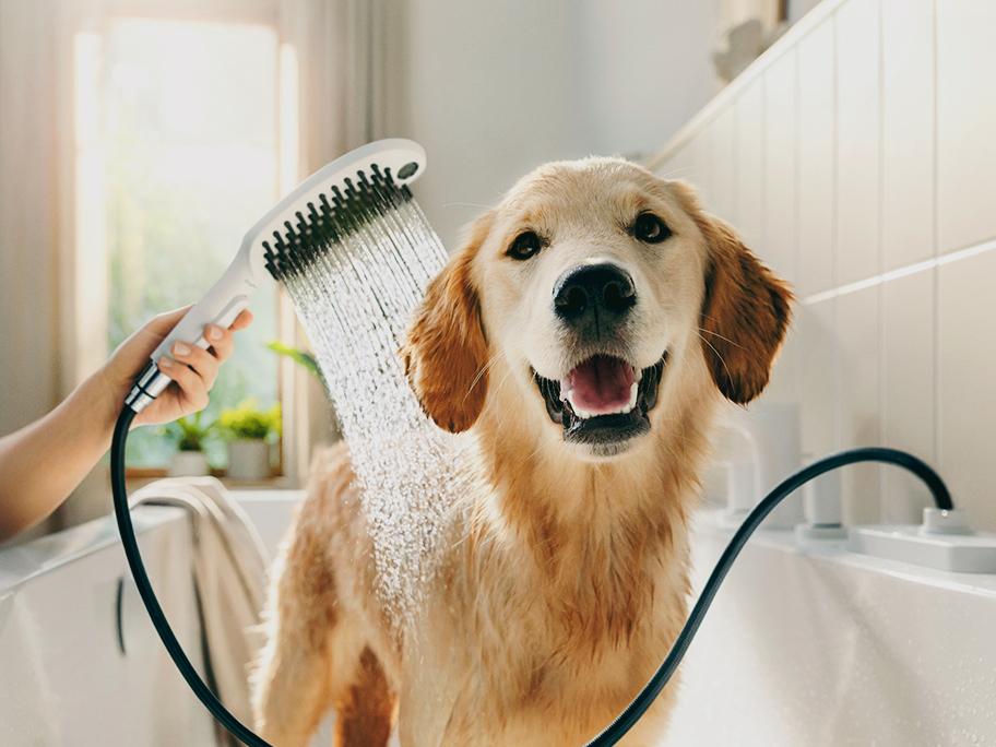 NEU: DogShower
