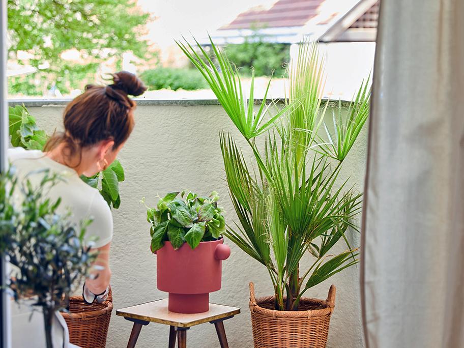 Echte Pflanzen für In- & Outdoor